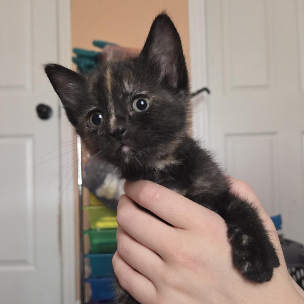 Enlarge Tippi, an adopted mixed breed in Ocala, FL image 1/1