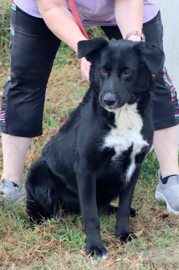 Enlarge Dusty, a Adoptable Mixed Breed in Jonesboro, AR image 1/6