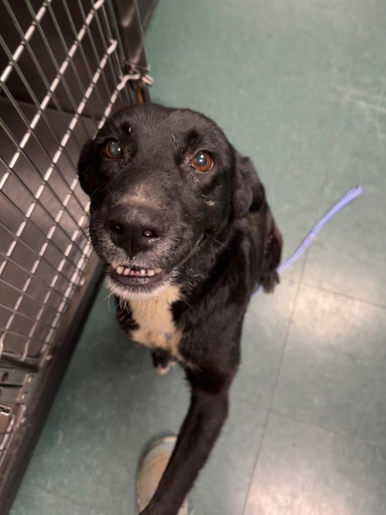 Enlarge Dusty, a Adoptable Mixed Breed in Jonesboro, AR image 1/2