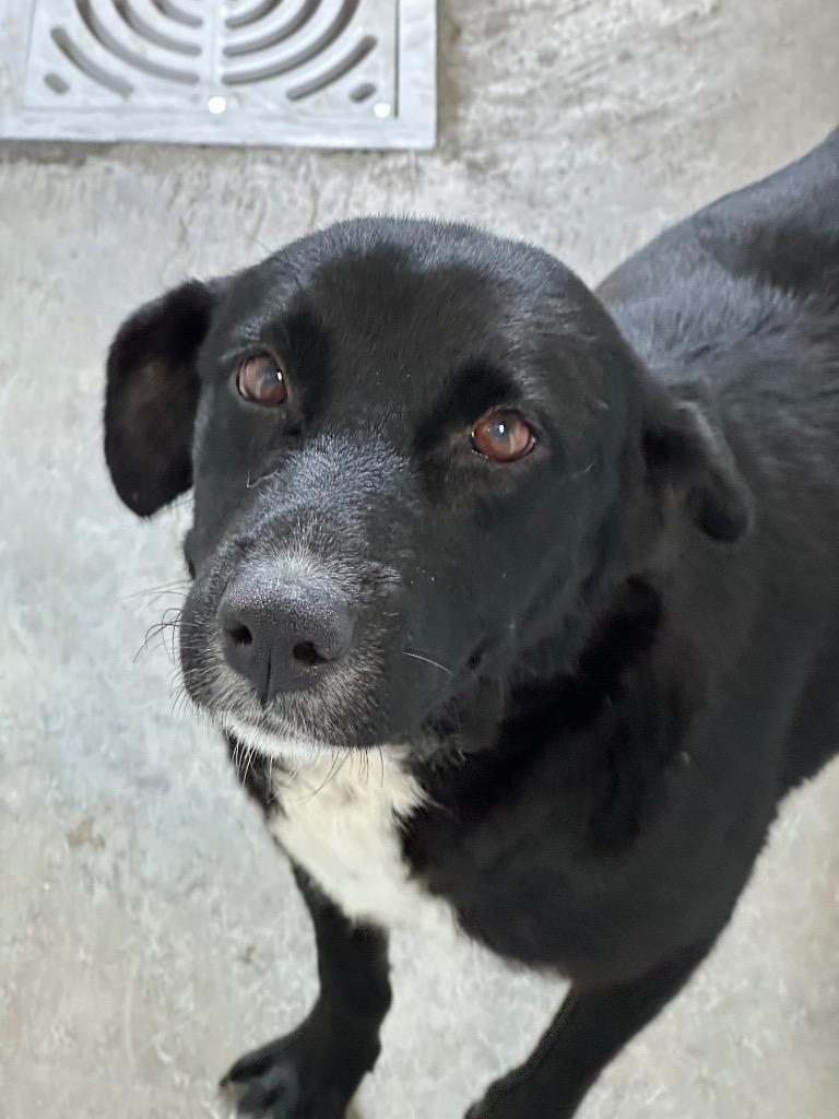 Enlarge Dusty, a Adoptable Mixed Breed in Jonesboro, AR image 1/2