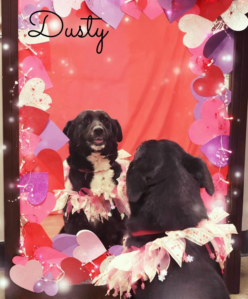 Enlarge Dusty, a Adoptable Mixed Breed in Jonesboro, AR image 3/6