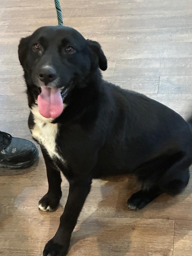 Enlarge Dusty, a Adoptable Mixed Breed in Jonesboro, AR image 4/6