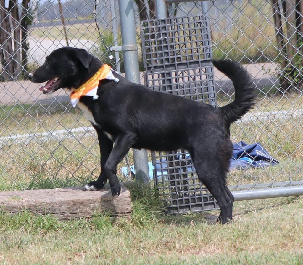 Enlarge Dusty, a Adoptable Mixed Breed in Jonesboro, AR image 6/6