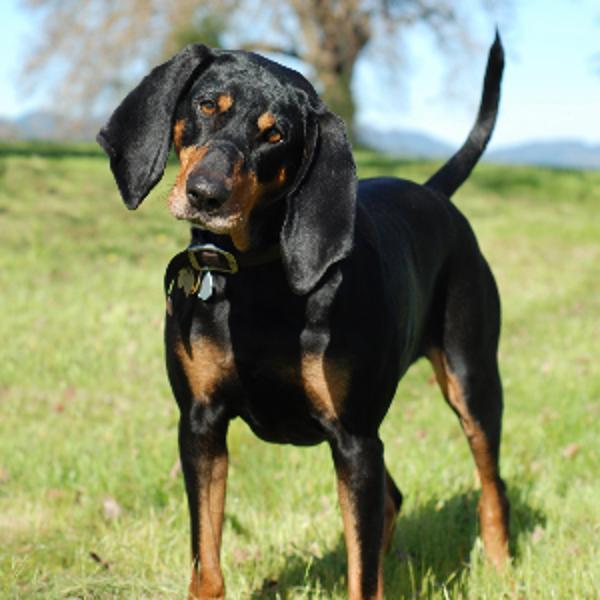 Enlarge Charles, a Adoptable Coonhound in Sechelt, BC image 1/1