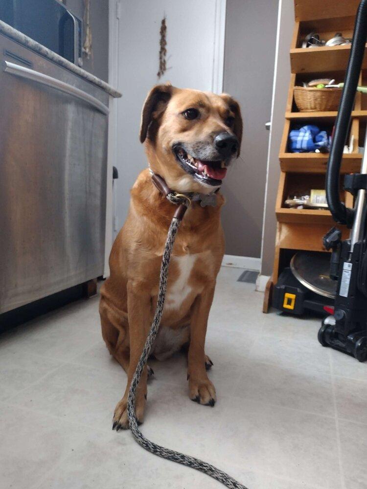 Enlarge Piper Burton, a Adoptable mixed breed in Boston, MA image 1/6