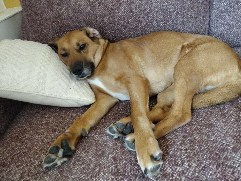 Enlarge Piper Burton, a Adoptable mixed breed in Boston, MA image 2/6