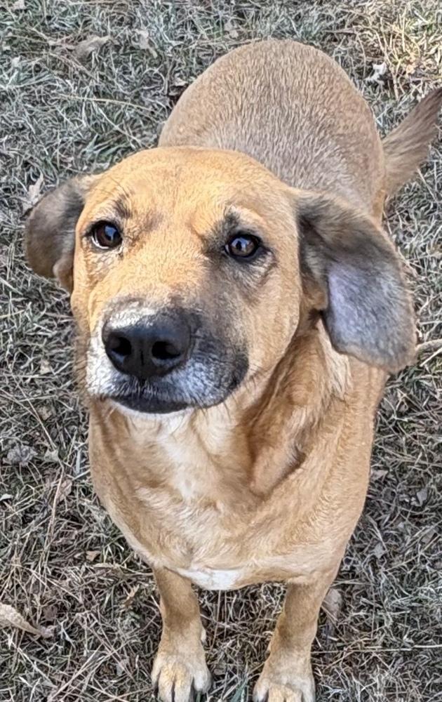 Piper Burton, Adoptable, Adult Female Mixed Breed.