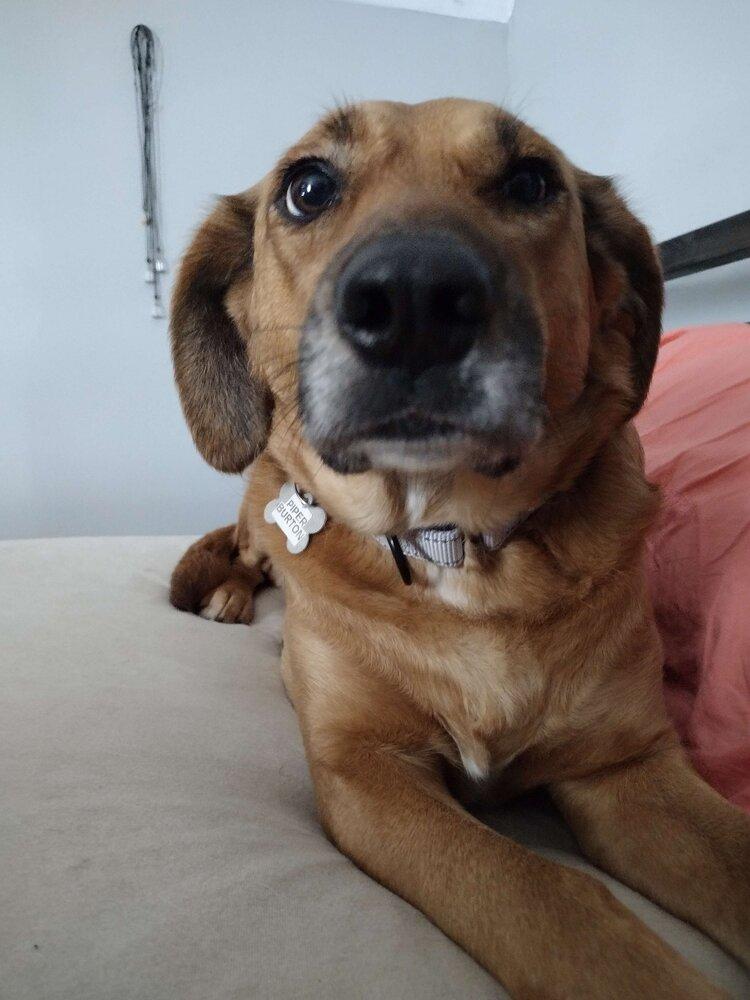 Enlarge Piper Burton, a Adoptable mixed breed in Boston, MA image 4/6