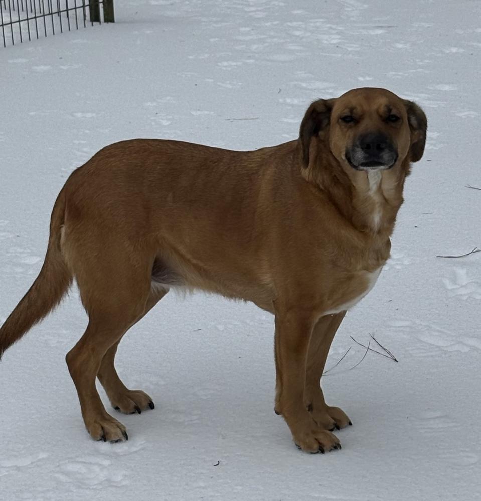 Enlarge Piper Burton, a Adoptable mixed breed in Boston, MA image 2/3