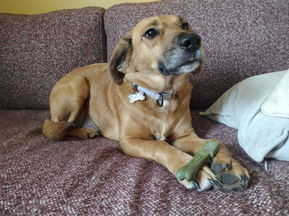 Enlarge Piper Burton, a Adoptable mixed breed in Boston, MA image 5/6