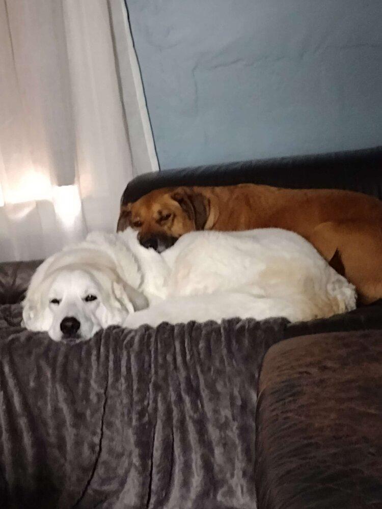 Enlarge Piper Burton, a Adoptable mixed breed in Boston, MA image 6/6