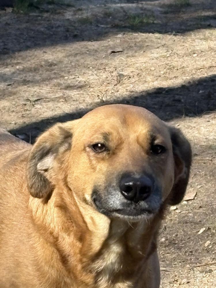 Enlarge Piper Burton, a Adoptable mixed breed in Boston, MA image 3/3