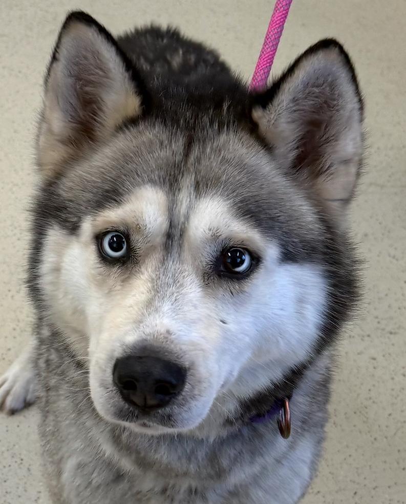 Montana, a Adoptable Husky in Amery, WI image 1/4