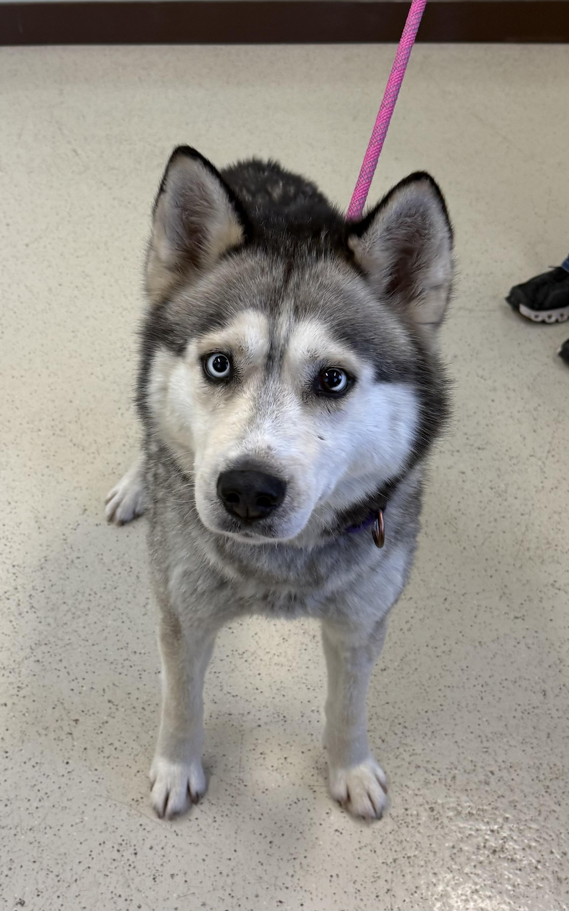 Montana, a Adoptable Husky in Amery, WI image 2/4