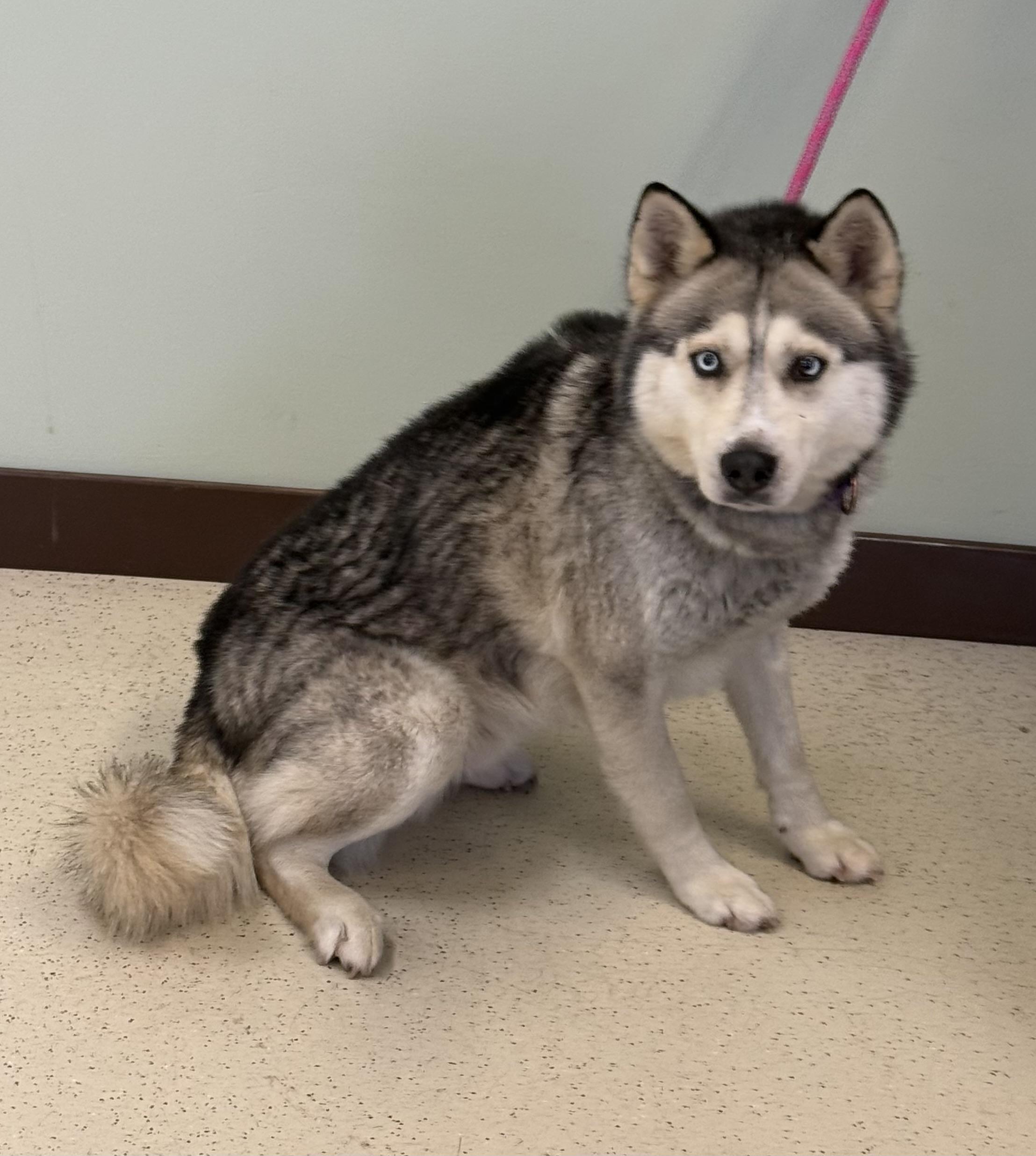 Montana, a Adoptable Husky in Amery, WI image 3/4