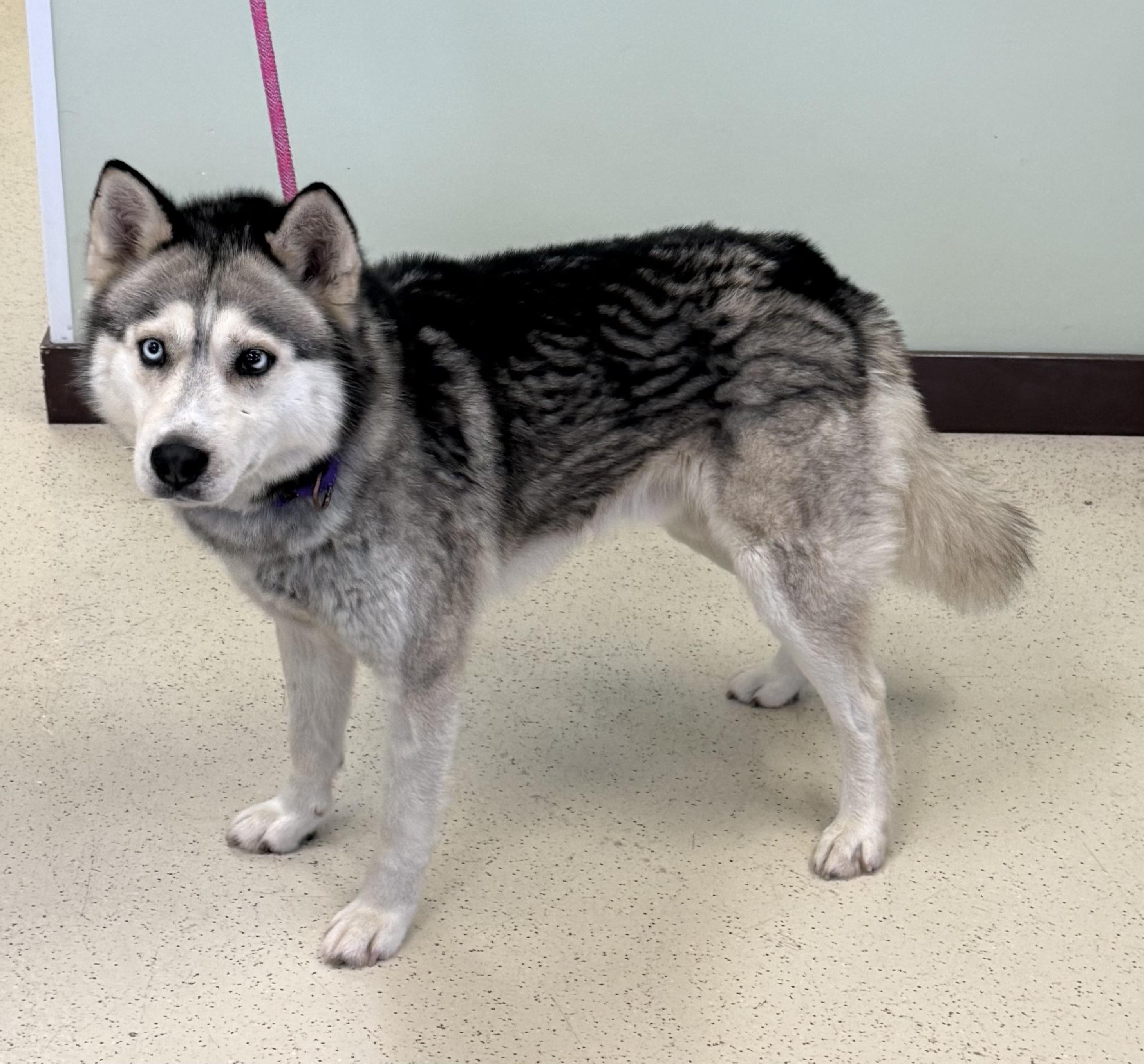 Montana, a Adoptable Husky in Amery, WI image 4/4