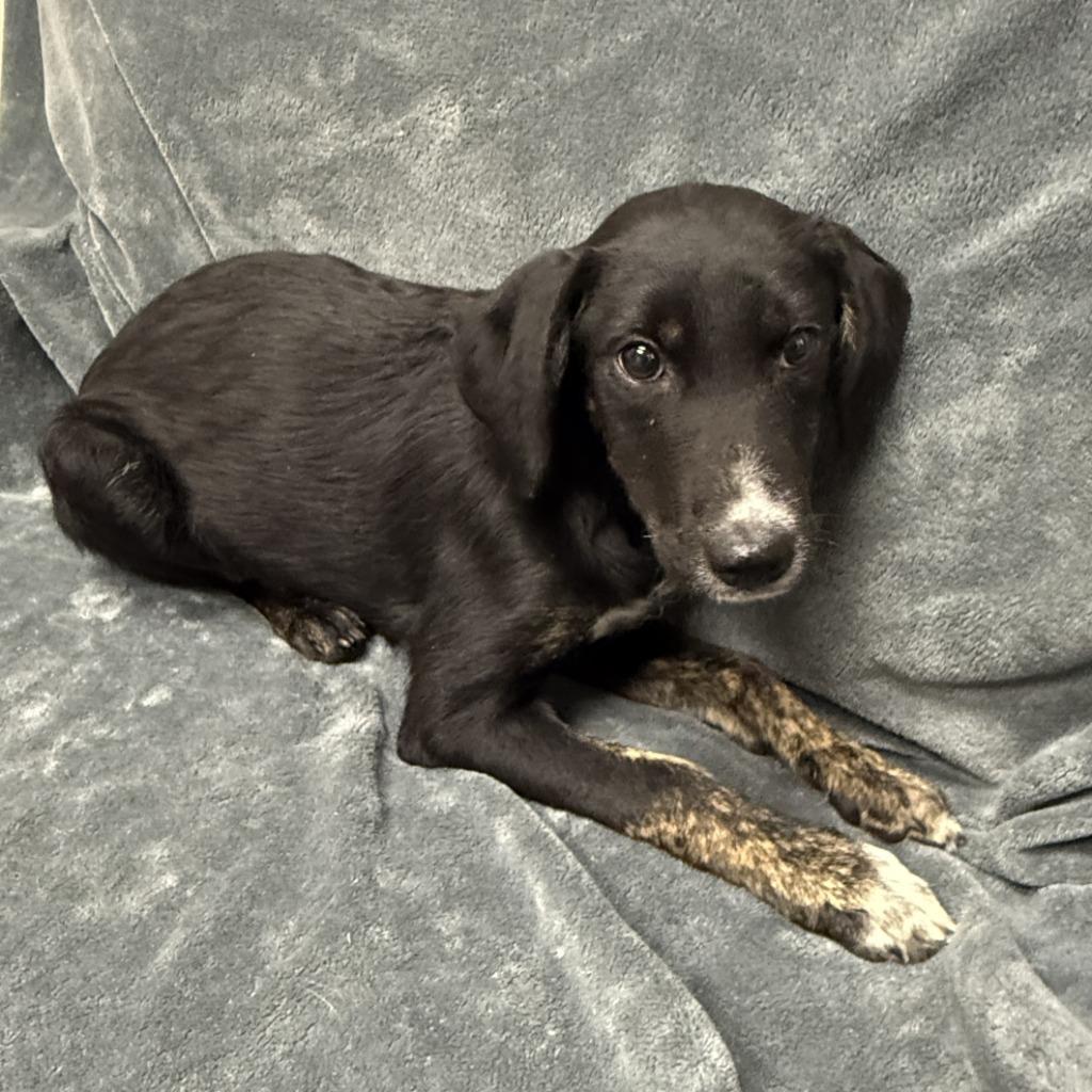 Enlarge Kayla, a Adoptable mixed breed in Brenham, TX image 2/6