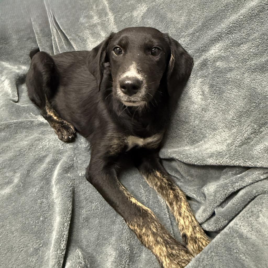 Enlarge Kayla, a Adoptable mixed breed in Brenham, TX image 3/6