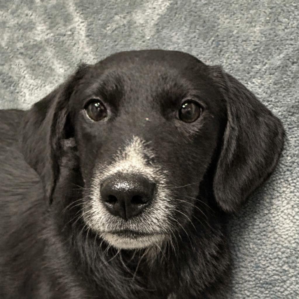 Kayla, Adoptable, Puppy Female Labrador Retriever & Australian Shepherd.