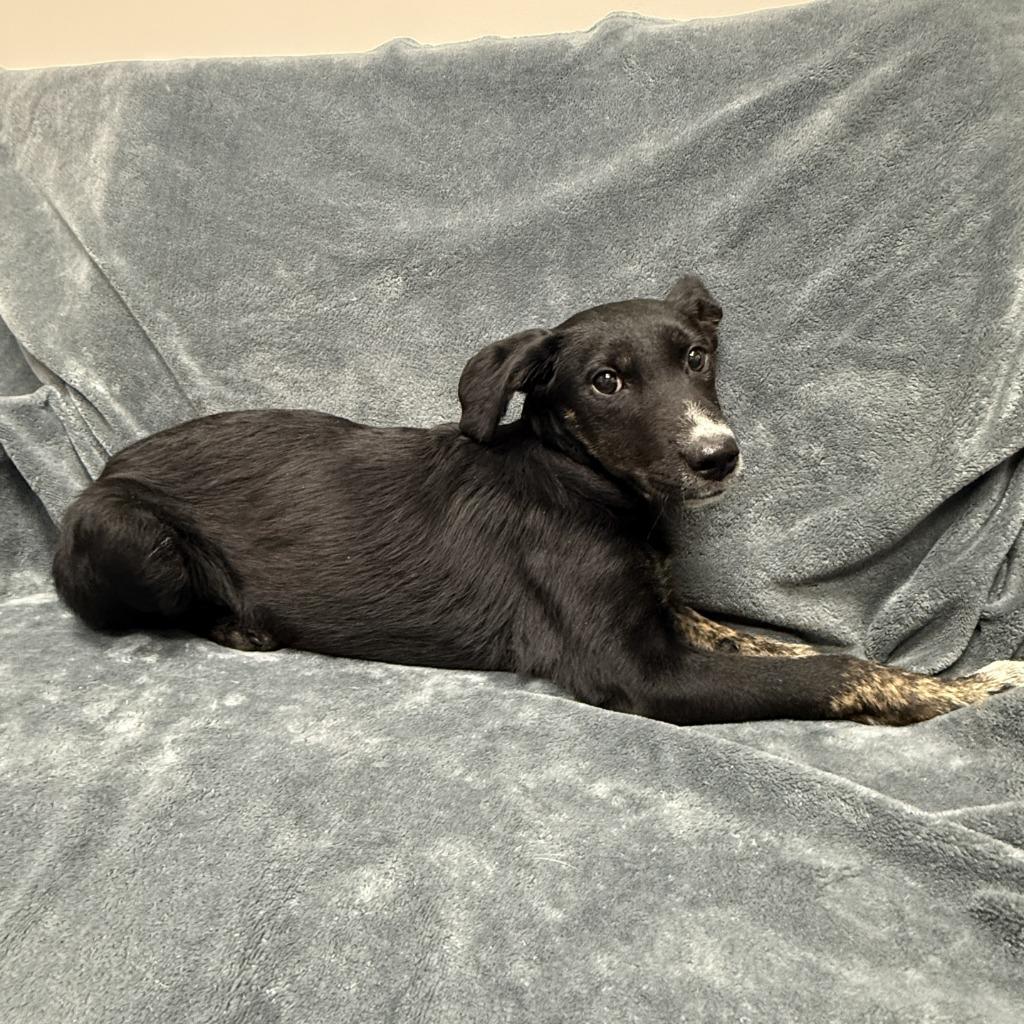 Enlarge Kayla, a Adoptable mixed breed in Brenham, TX image 4/6