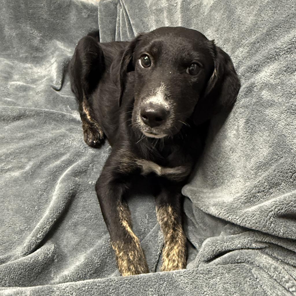 Enlarge Kayla, a Adoptable mixed breed in Brenham, TX image 5/6