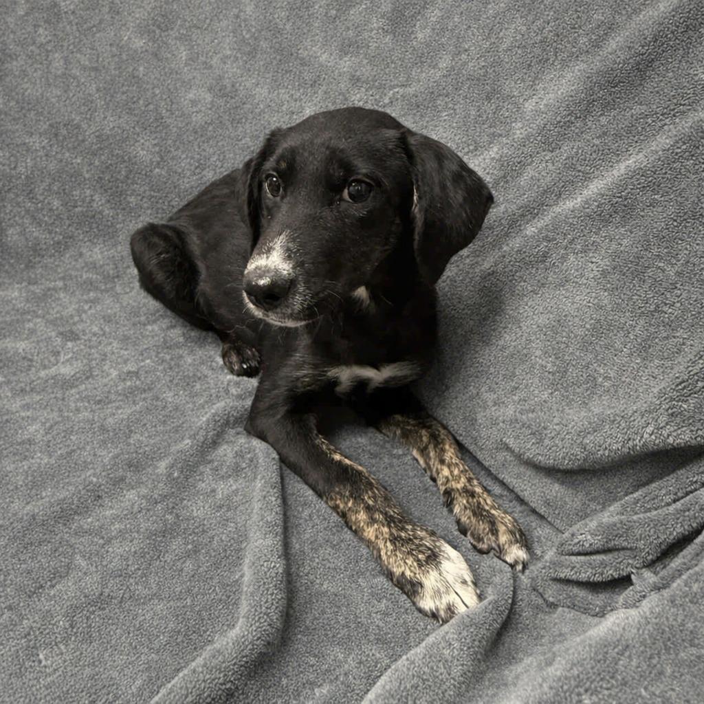 Enlarge Kayla, a Adoptable mixed breed in Brenham, TX image 6/6