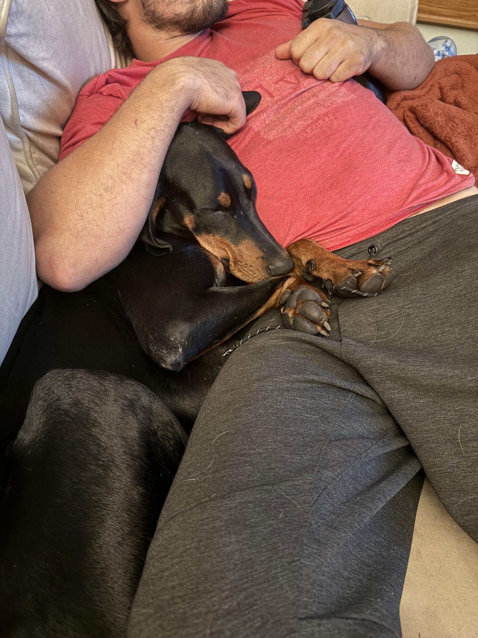 Pearl, Adoptable, Young Female Doberman Pinscher.