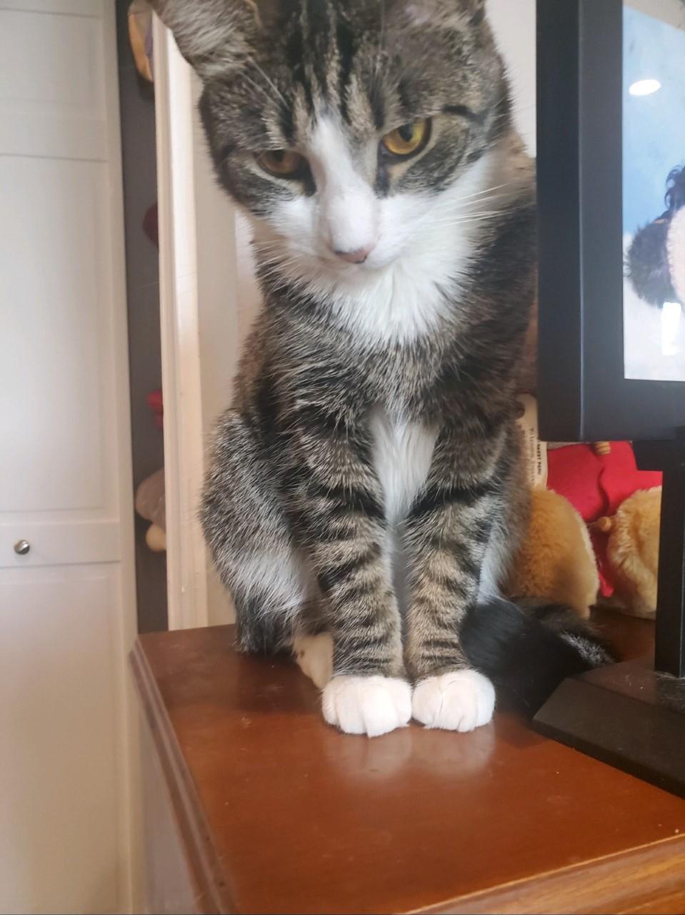 Tiger - Affectionate Female, ADOPTABLE, Adult Female Tiger.