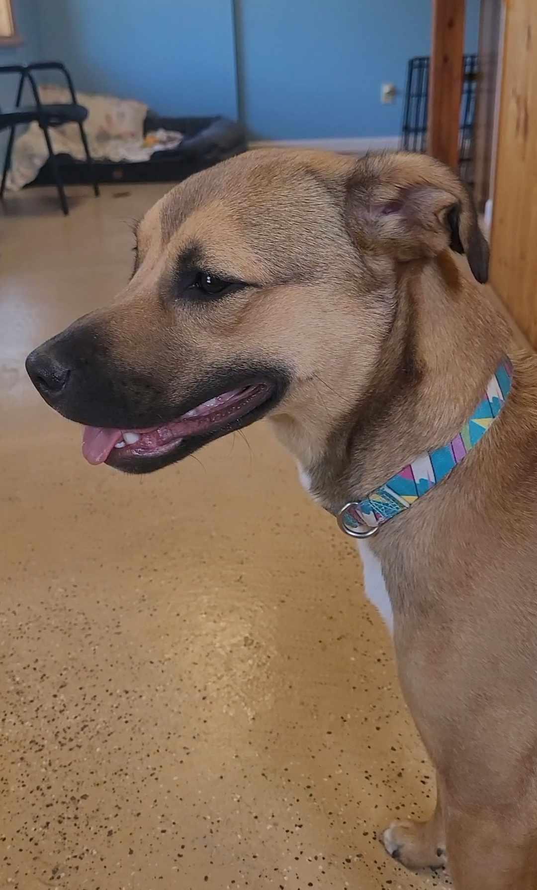 Freya, an adoptable Boxer, Black Mouth Cur in ONeill, NE, 68763 | Photo Image 4