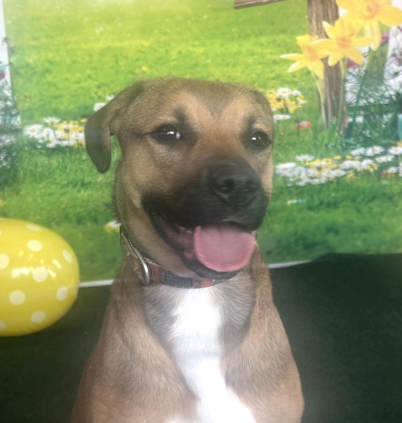 Freya, an adoptable Boxer, Black Mouth Cur in ONeill, NE, 68763 | Photo Image 5