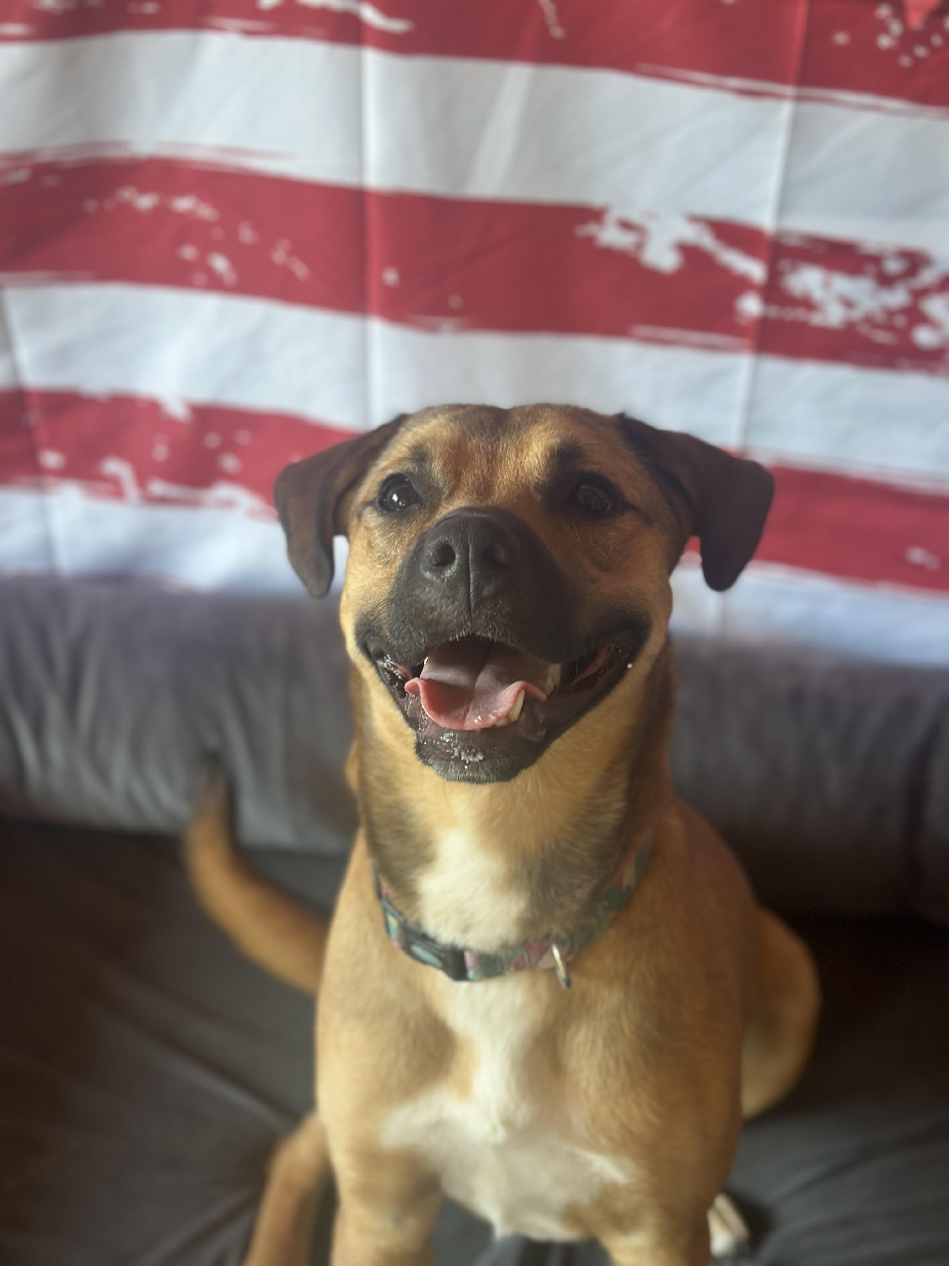 Freya, an adoptable Boxer, Black Mouth Cur in ONeill, NE, 68763 | Photo Image 1