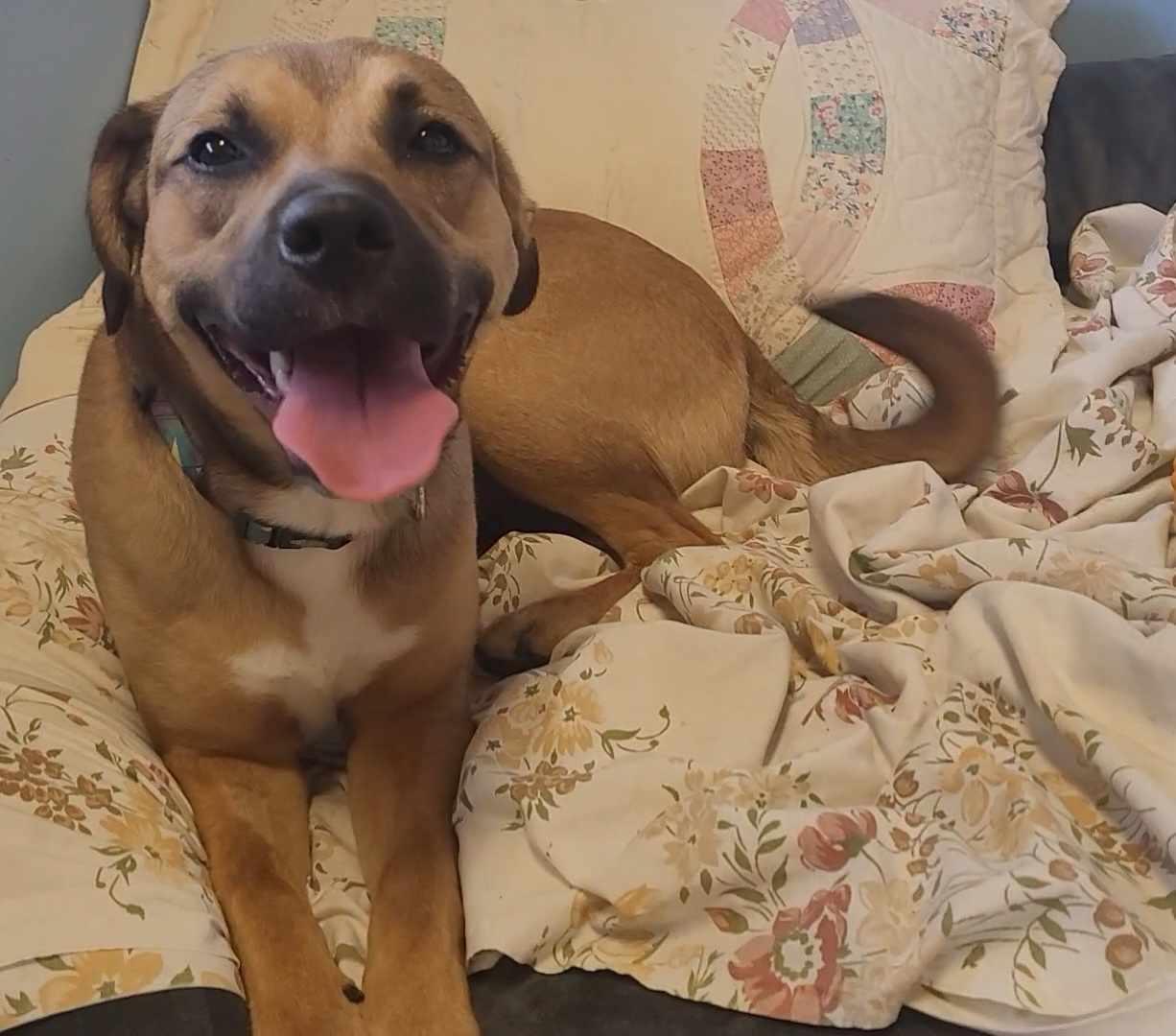 Freya, an adoptable Boxer, Black Mouth Cur in ONeill, NE, 68763 | Photo Image 2