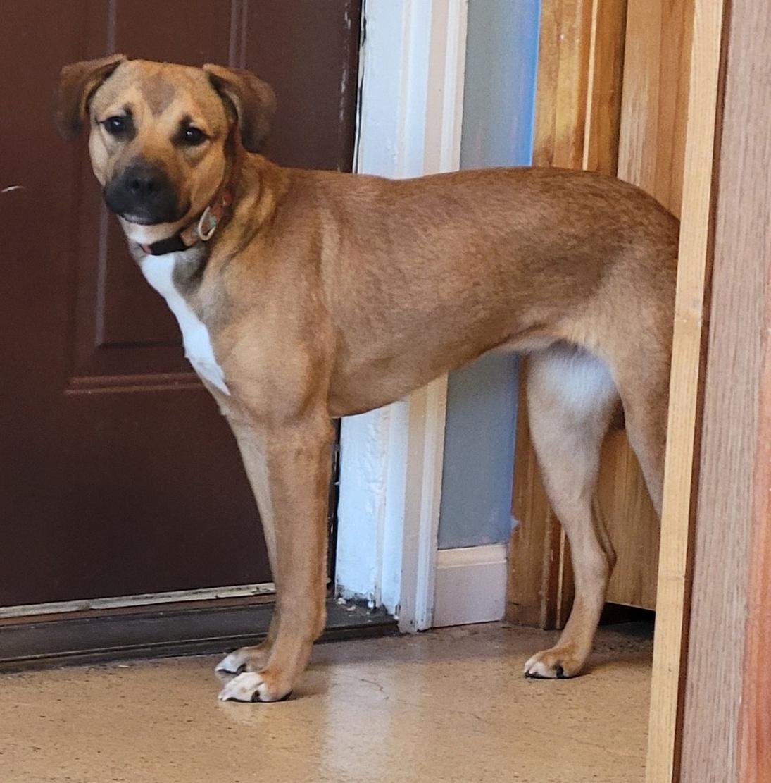 Freya, an adoptable Boxer, Black Mouth Cur in ONeill, NE, 68763 | Photo Image 6