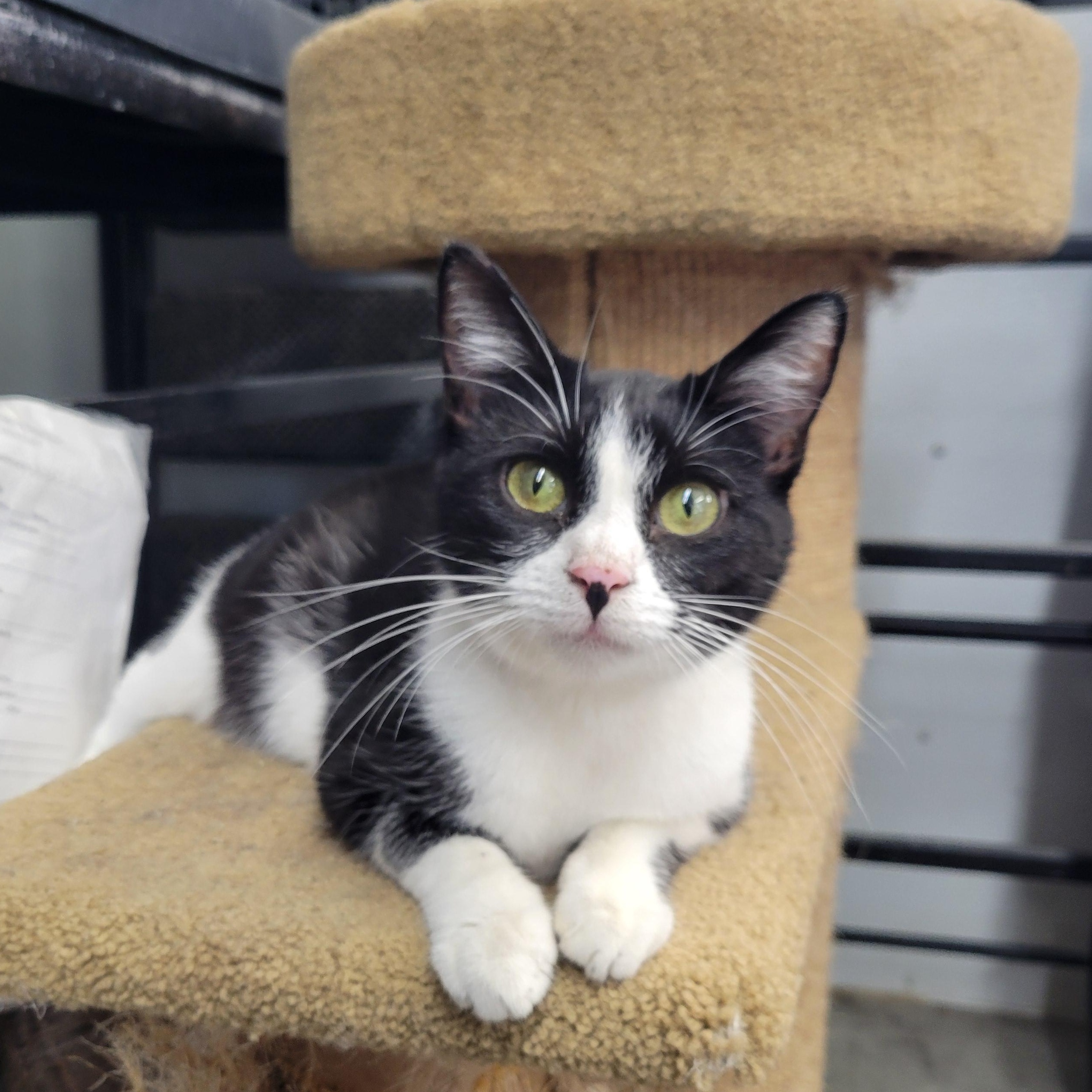 Enlarge Margot, a Adoptable Domestic Short Hair in Clarinda, IA image 4/5