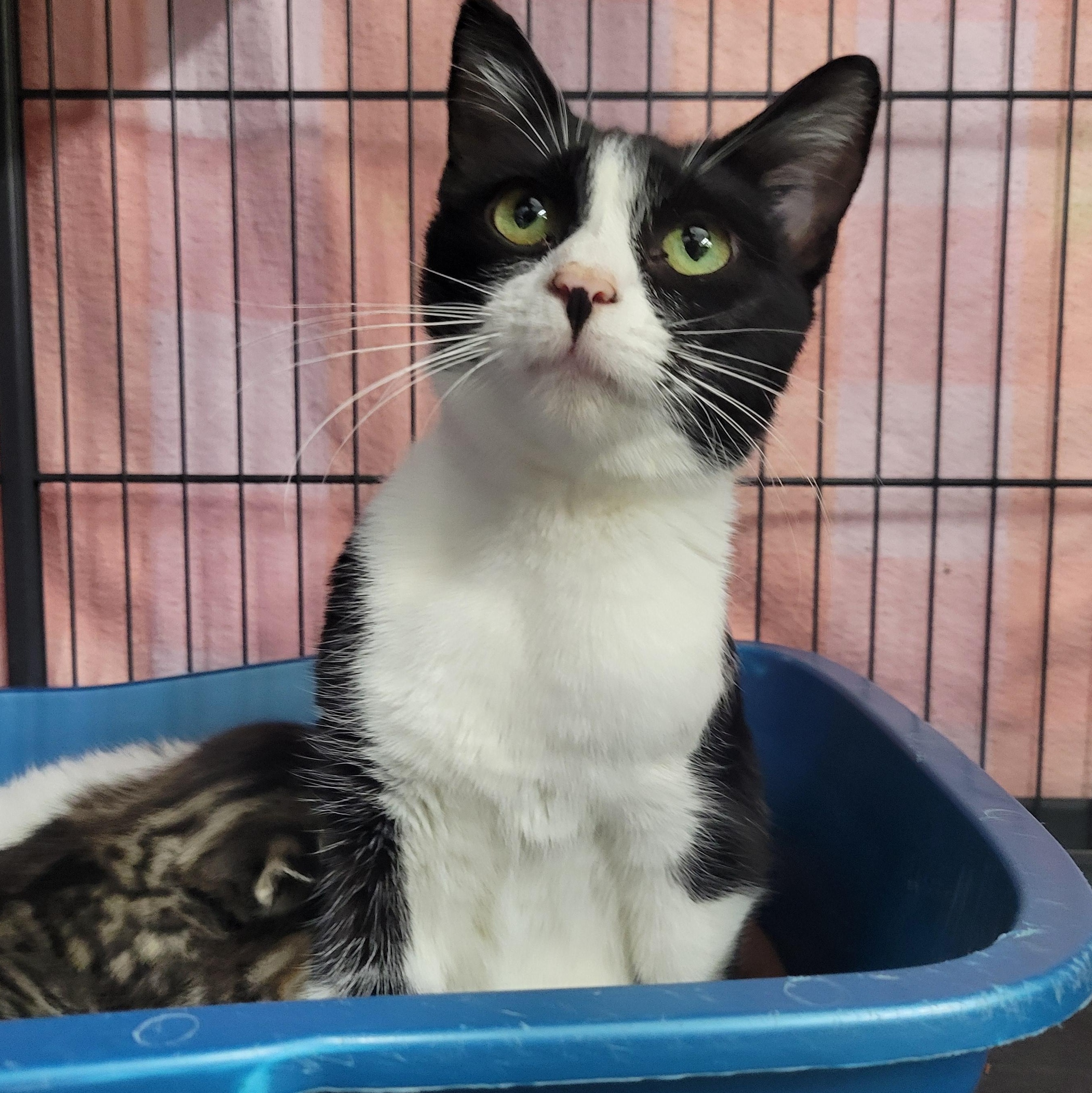Enlarge Margot, a Adoptable Domestic Short Hair in Clarinda, IA image 2/5
