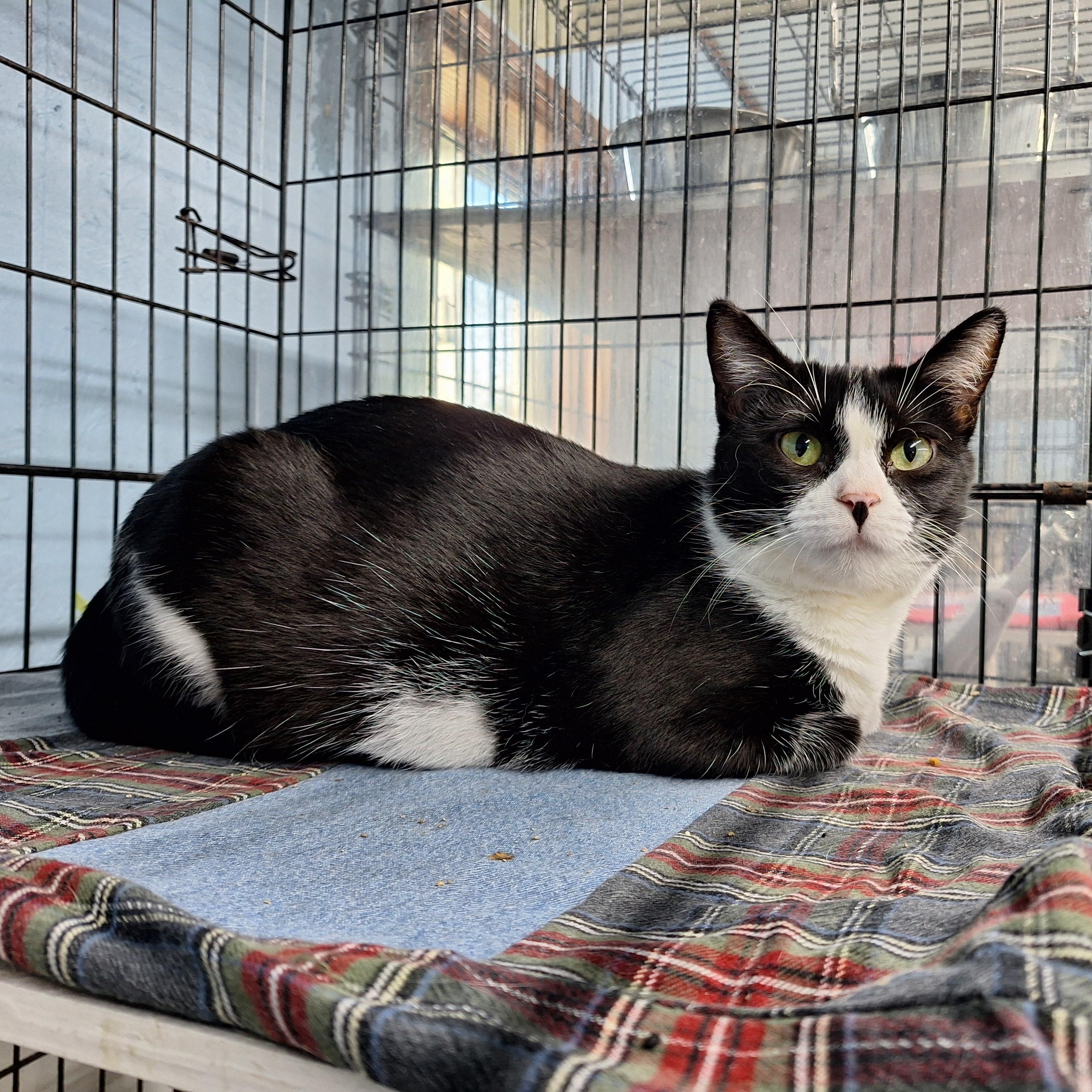 Enlarge Margot, a Adoptable Domestic Short Hair in Clarinda, IA image 6/6