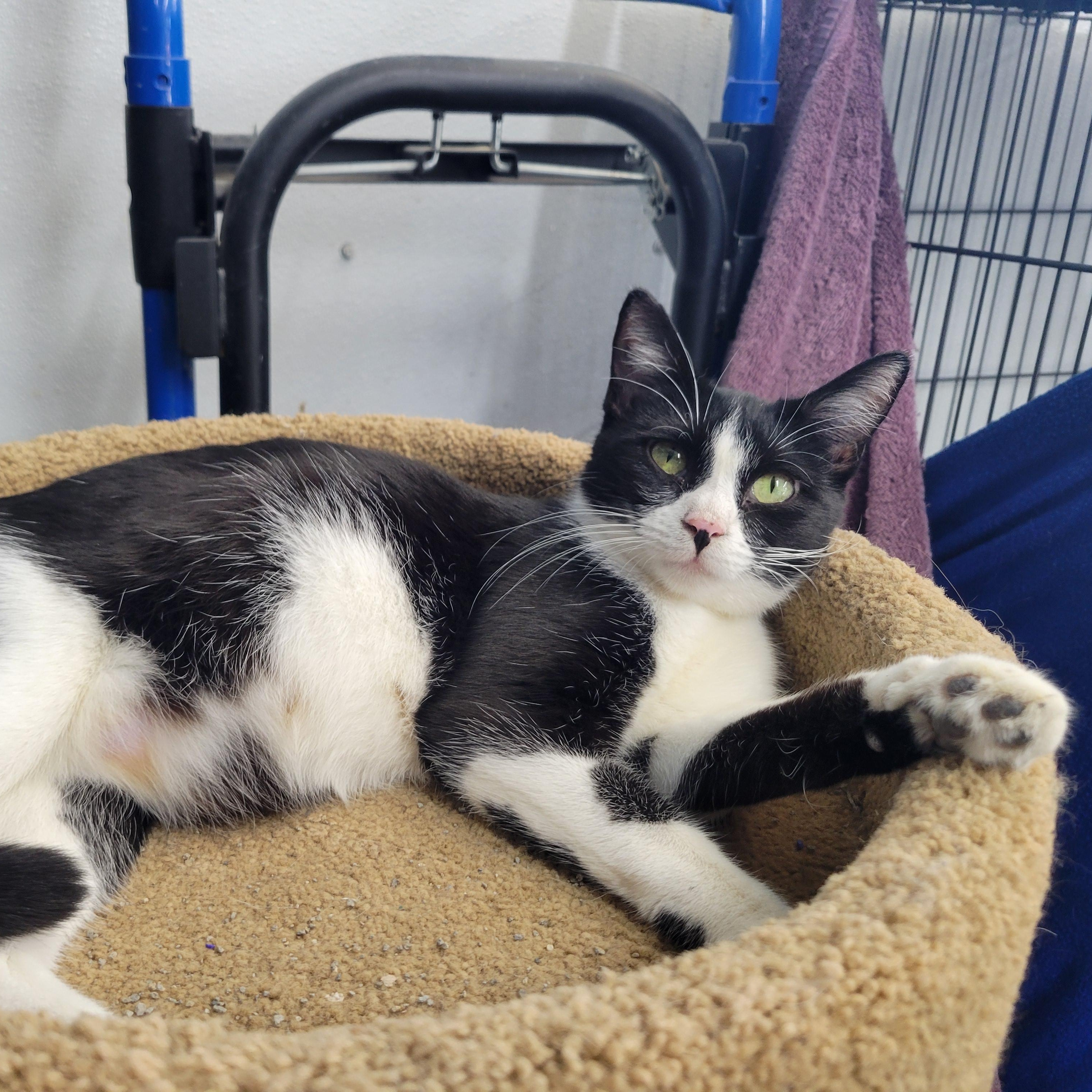 Enlarge Margot, a Adoptable Domestic Short Hair in Clarinda, IA image 5/5