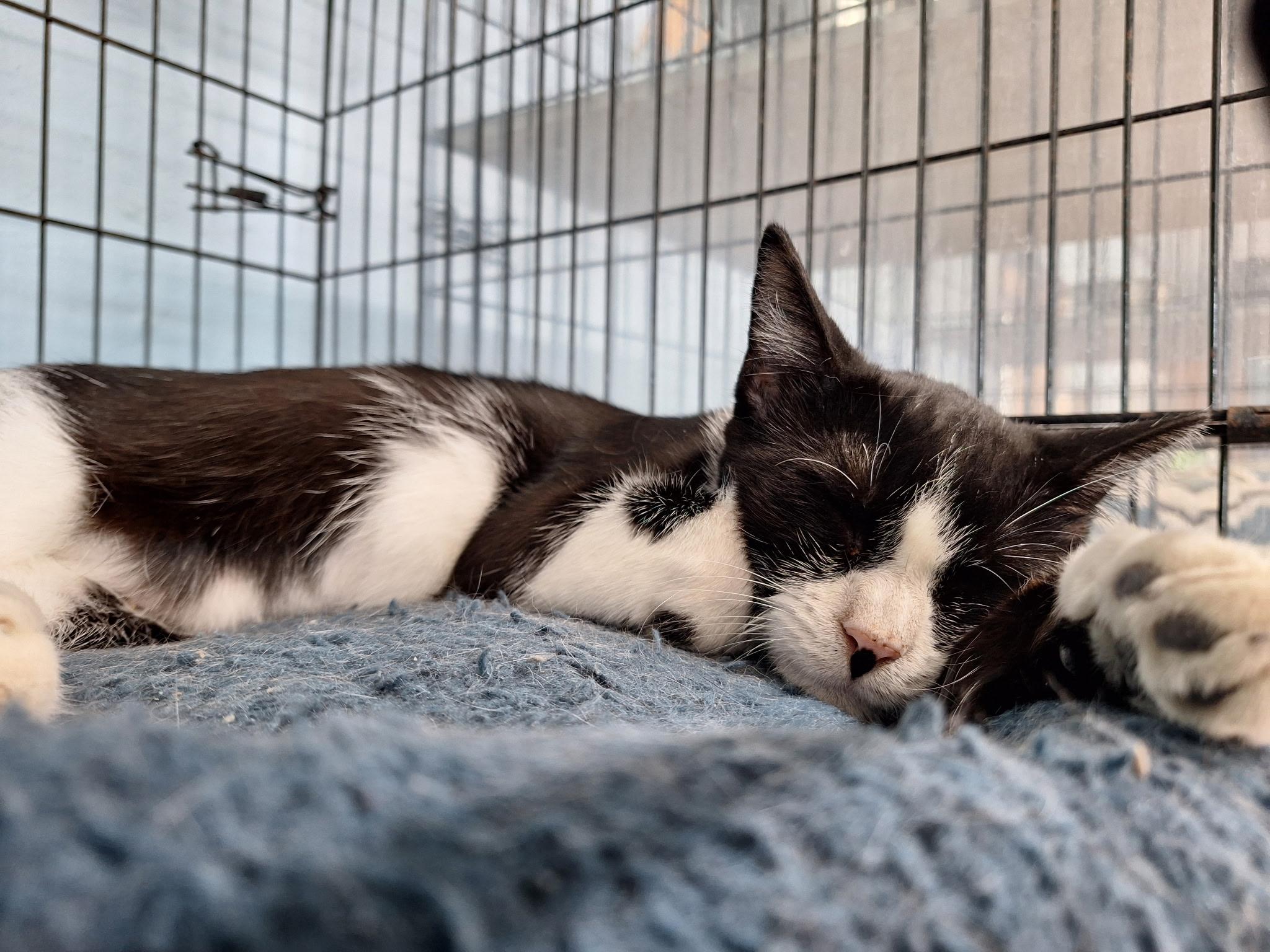 Enlarge Margot, a Adoptable Domestic Short Hair in Clarinda, IA image 6/6