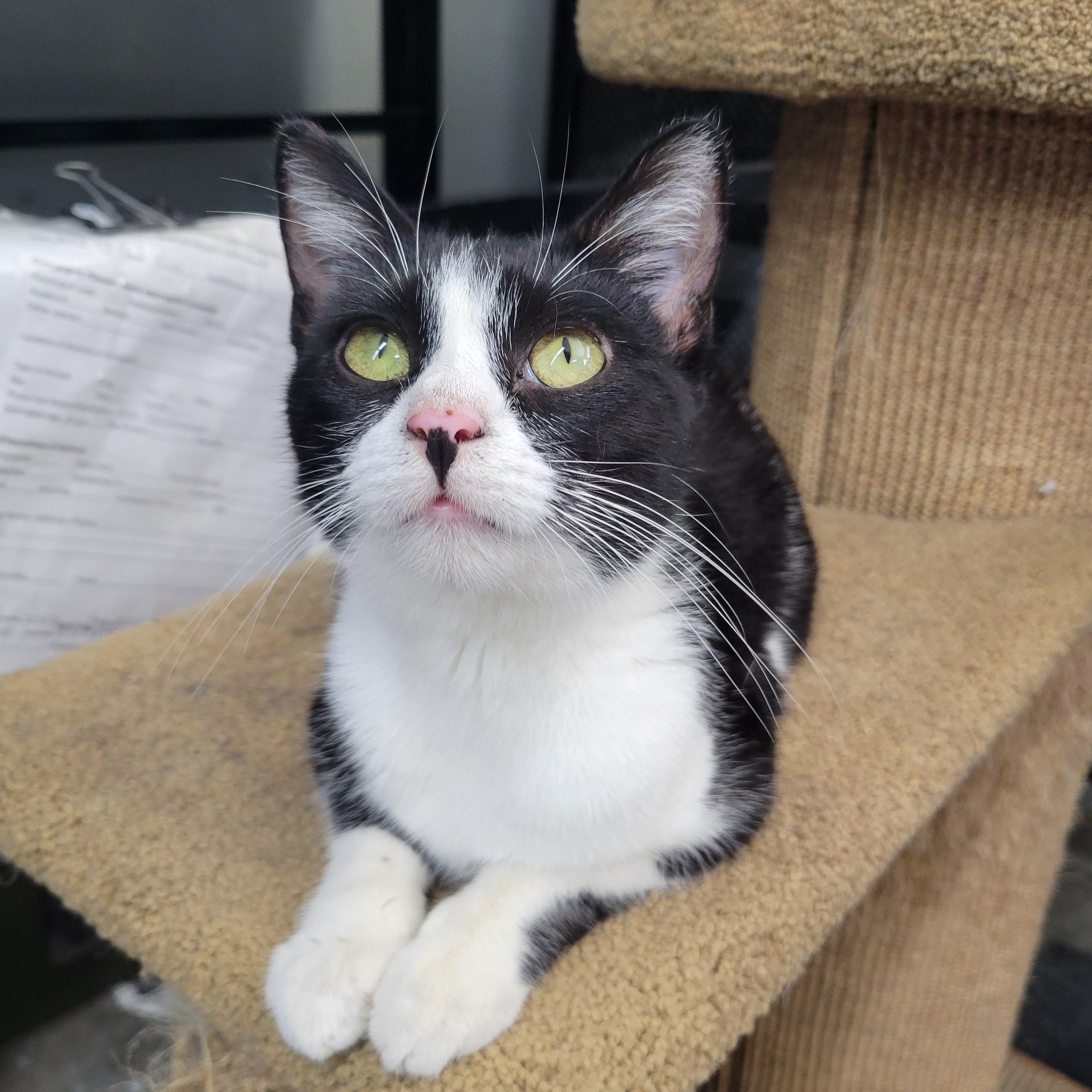 Enlarge Margot, a Adoptable Domestic Short Hair in Clarinda, IA image 1/5