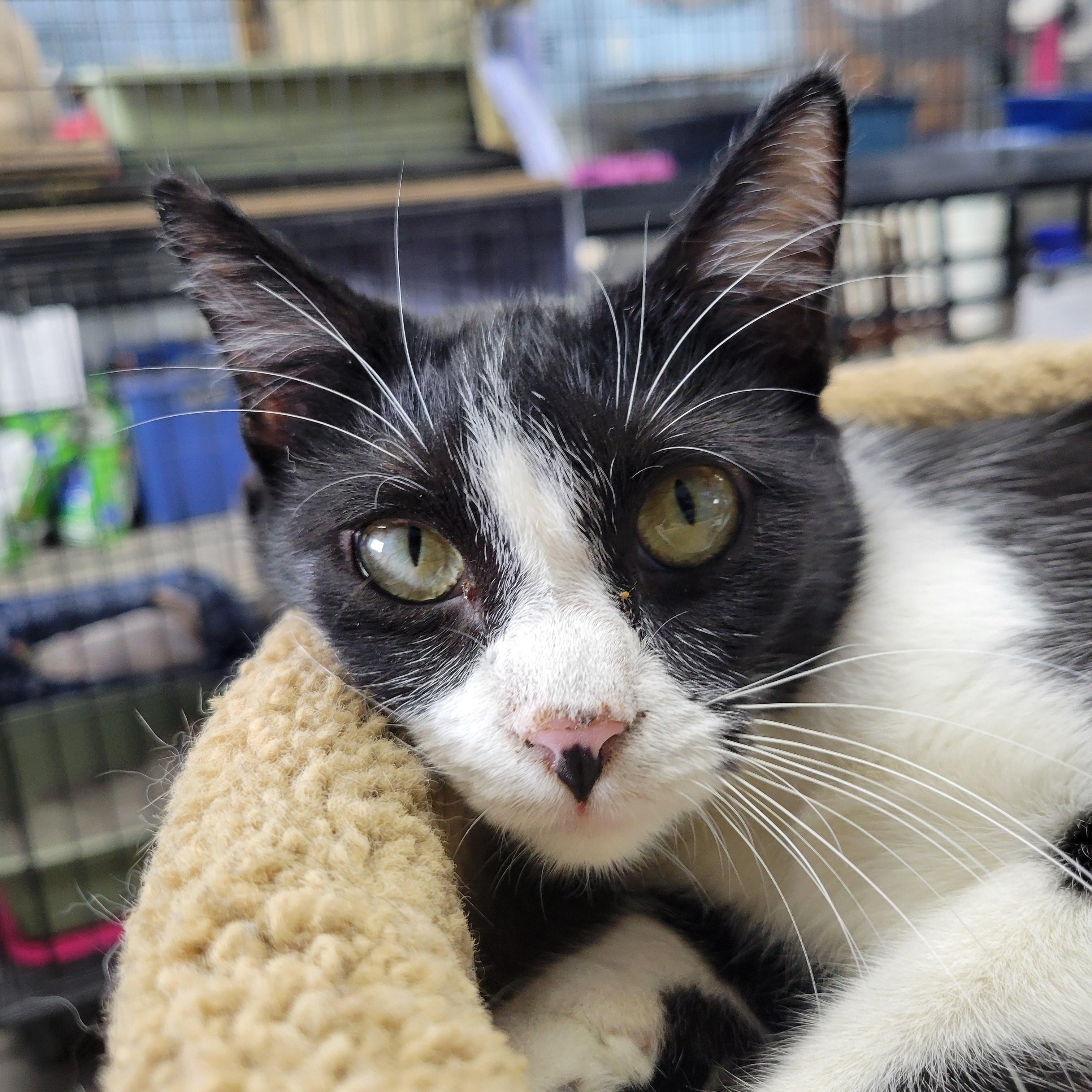 Enlarge Margot, a Adoptable Domestic Short Hair in Clarinda, IA image 3/5