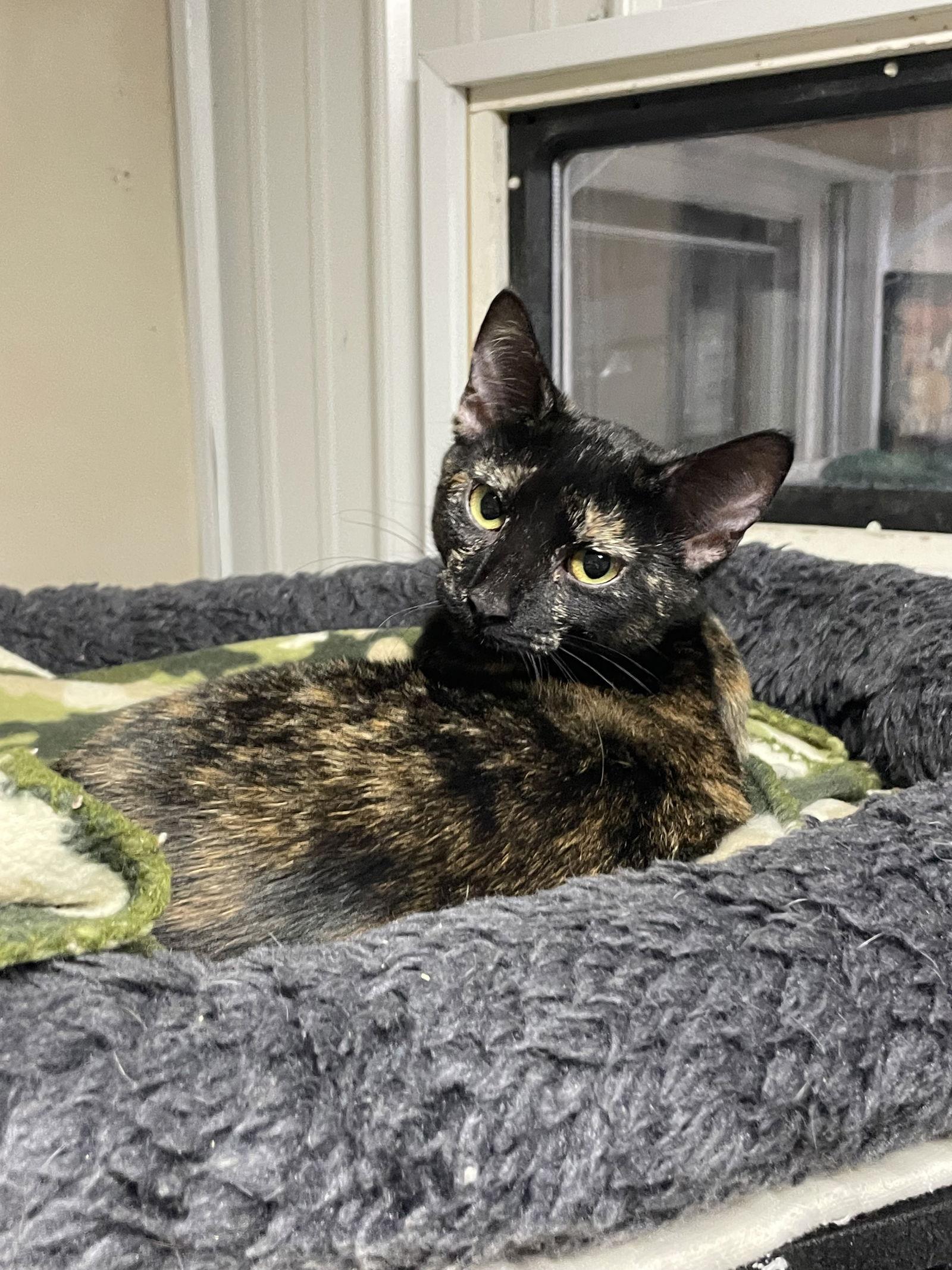 Enlarge Truffles, a Adoptable Tortoiseshell in Stover, MO image 1/3