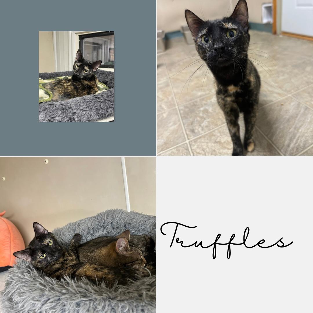 Enlarge Truffles, a Adoptable Tortoiseshell in Stover, MO image 2/3