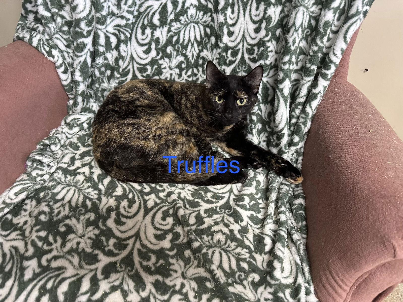 Enlarge Truffles, a Adoptable Tortoiseshell in Stover, MO image 3/3