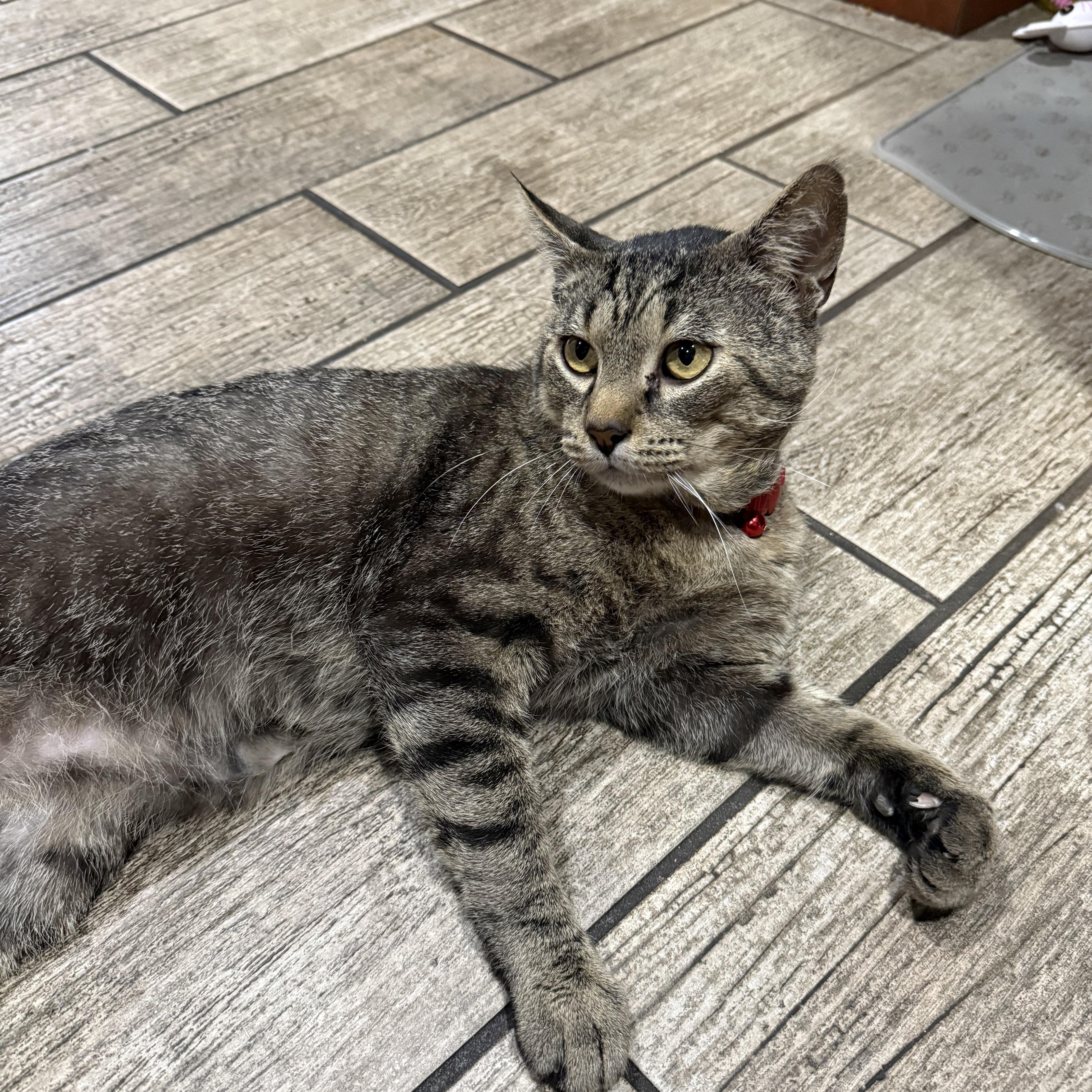 Enlarge Dionte, a Adoptable Domestic Short Hair in Highland, IN image 1/3