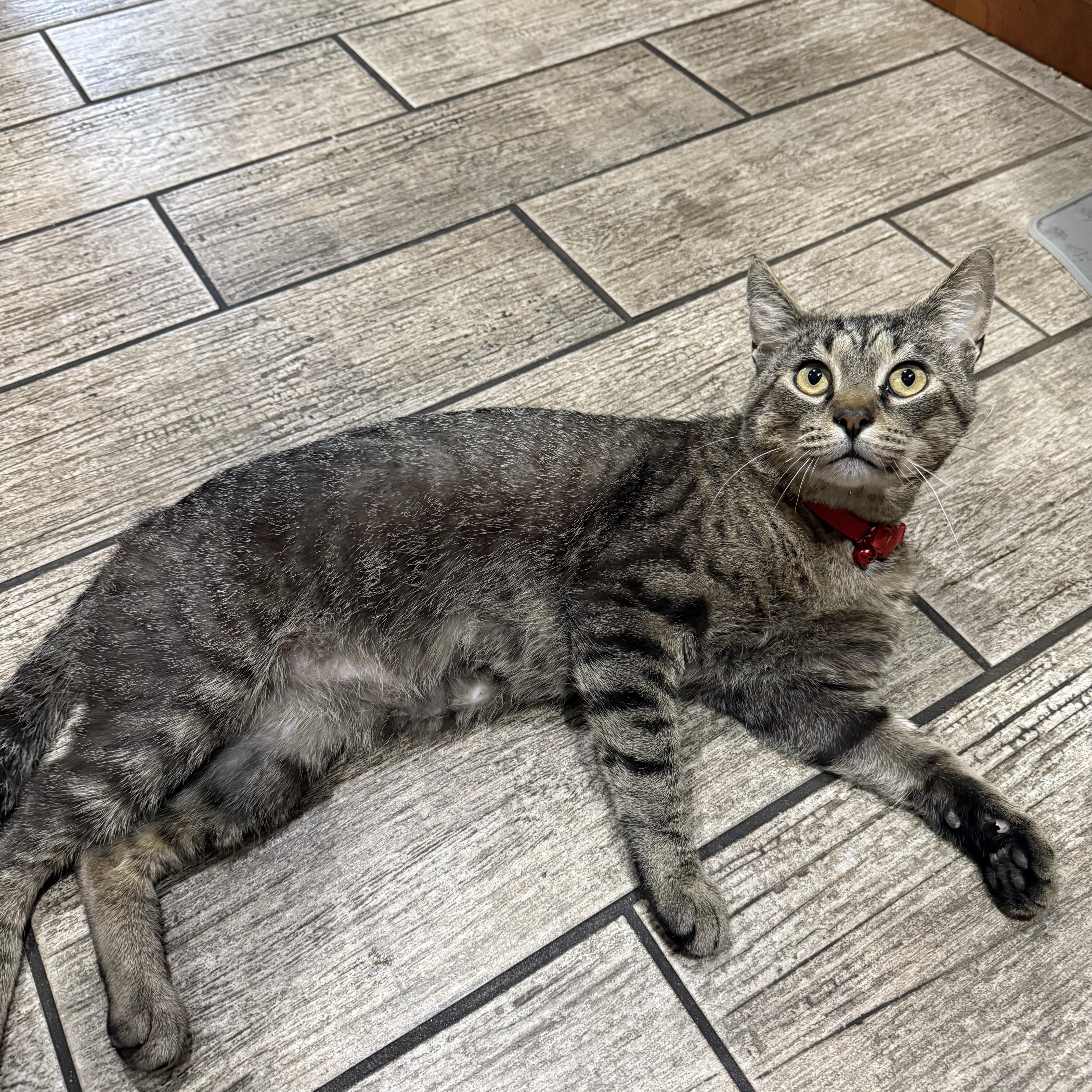 Enlarge Dionte, a Adoptable Domestic Short Hair in Highland, IN image 2/3