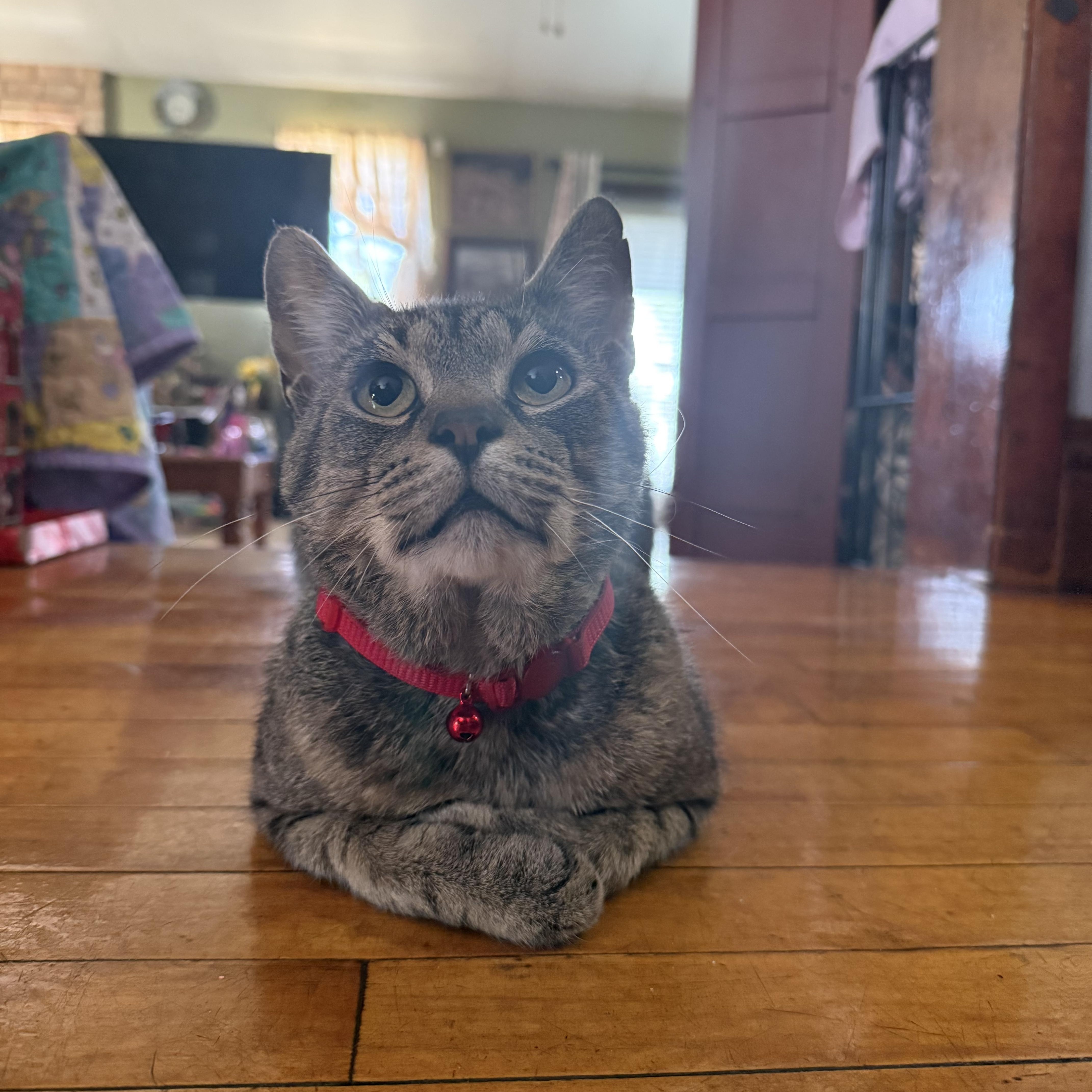 Enlarge Dionte, a Adoptable Domestic Short Hair in Highland, IN image 3/3