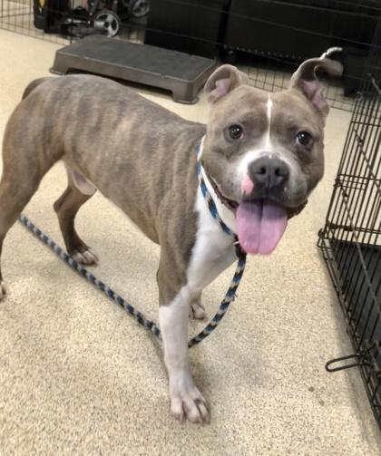 Enlarge Torch, a Adoptable mixed breed in Mount Holly, NJ image 2/3