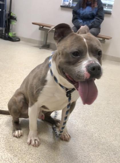 Enlarge Torch, a Adoptable mixed breed in Mount Holly, NJ image 3/3