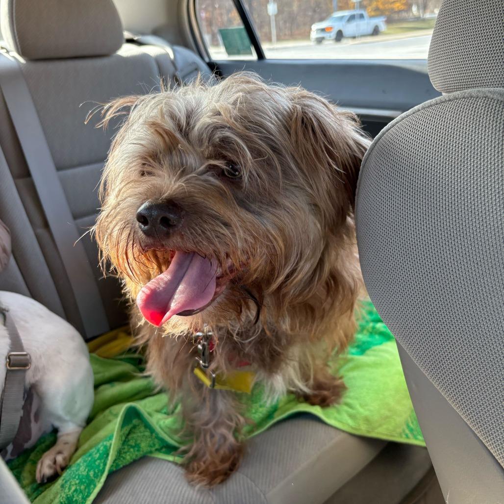 Enlarge Rusty (Bonded w/ Zoomie), a Adoptable mixed breed in Wilmington, DE image 1/6