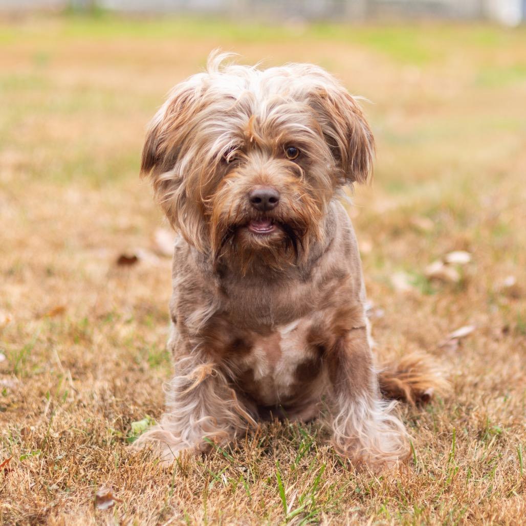 Enlarge Rusty (Bonded w/ Zoomie), a Adoptable mixed breed in Wilmington, DE image 2/6